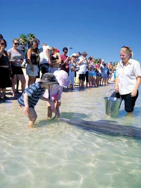 Monkey Mia Dolphin Resort - Accommodation Australia 1