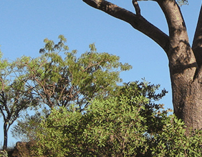 Lakeview Apartments Kununurra - Local Tourism 3