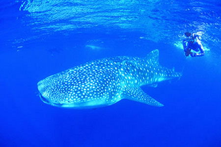 Ningaloo Reef Resort - Accommodation Australia 1