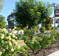 Narrogin Motel - Local Tourism