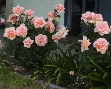 Lot 7 Cottage - Accommodation Australia 5