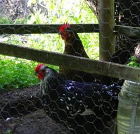 Norma's Place - Accommodation Australia