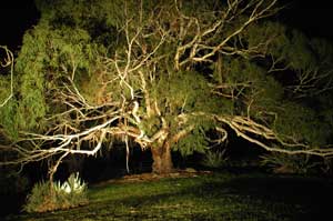 Adelaide Hills Country Cottages - The Nest - Accommodation Australia 4