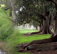 Rivergum Cottage - Accommodation Australia