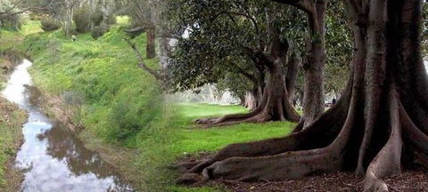 Rivergum Cottage - Accommodation Australia 0