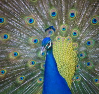 Willunga Peacock Farm Bed and Breakfast - Local Tourism