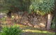 Peppertree - Mintaro - thumb 4