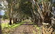 Peppertree - Mintaro - thumb 6
