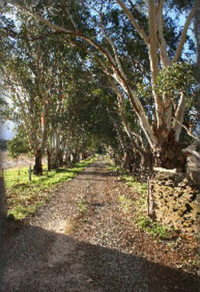 Peppertree - Mintaro - Accommodation Australia 6