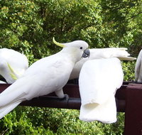Lorikeet Lane BB - Local Tourism
