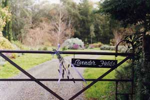 Adelaide Hills Country Cottages - Lavender Fields - Accommodation Australia 3