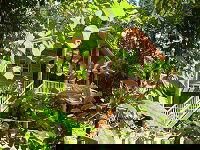 Rivers Edge Rainforest Retreat - Accommodation Australia 0