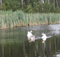 Summer Cottage - Accommodation Australia
