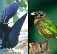 Chambers Wildlife Rainforest Lodges - Local Tourism