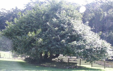 Penguin Valley Farm - Accommodation Australia 3