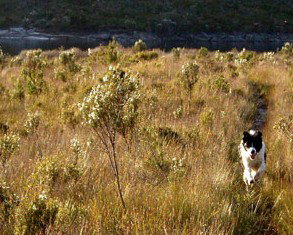 Highland Caravan Park - Bed n Breakfasts 1