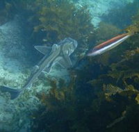 Honeymoon Bay - Accommodation Australia