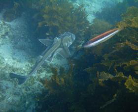 Honeymoon Bay - Accommodation Australia 0