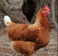 Avonmore Estate Biodynamic Winery - Accommodation Australia