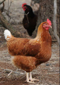 Avonmore Estate Biodynamic Winery - Accommodation Australia 0