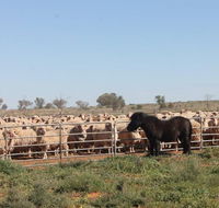 Pimpara Lake StationStay - Accommodation Australia