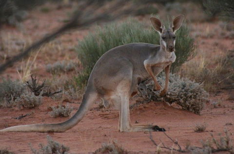 Pimpara Lake StationStay - Local Tourism 1