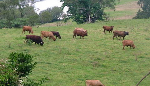 Bemurrah Homestead At Pee Dee - Accommodation Australia 5