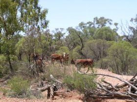 Aldville Station - Accommodation Australia 2