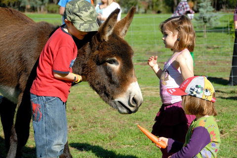Diamond Forest Farm Stay - Local Tourism 3