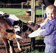 Pemberton Farm Chalets - Australia Shopping