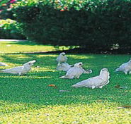 Aurora Kakadu - Accommodation Australia