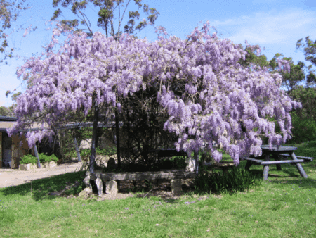 Studio Cottages Romantic Hideaway - Local Tourism 5