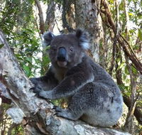 O'Carrollyns At One Mile Beach - Accommodation Australia