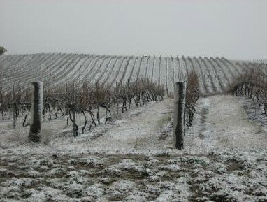 Turners Vineyard - Local Tourism 3