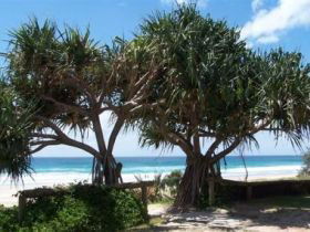 Pacific Surf Absolute Beachfront Apartments - Local Tourism 0