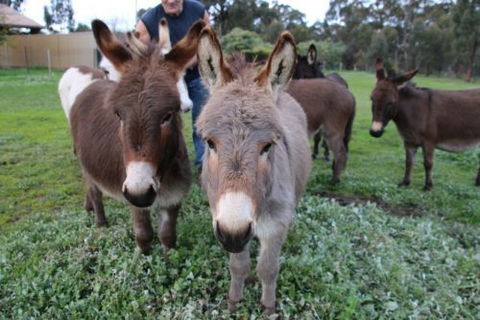 Donkey Tales Farm Cottages - Australia Shopping 0