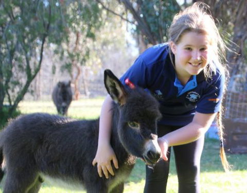Donkey Tales Farm Cottages - Australia Shopping 1