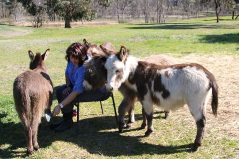 Donkey Tales Farm Cottages - Australia Shopping 2