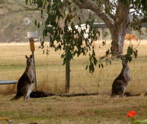 Blue Wren Haven - Australia Shopping 5