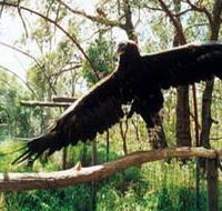 Curlew Hill Sanctuary - Accommodation Australia