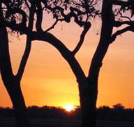 Coodardie Station Stay - Local Tourism