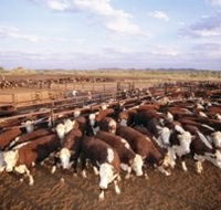 Bond Springs Outback Retreat - Accommodation Australia