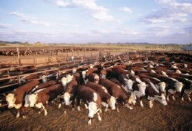Bond Springs Outback Retreat - Local Tourism 0
