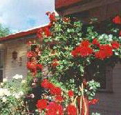 Rose Cottage Bed And Breakfast - Accommodation Australia