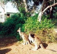 Avoca Dell Caravan Park - Accommodation Australia