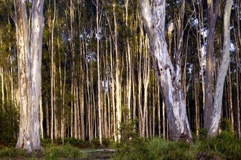 Lake Weyba Cottages Noosa - Accommodation Australia 30