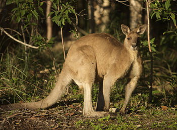 Lake Weyba Cottages Noosa - Accommodation Australia 31