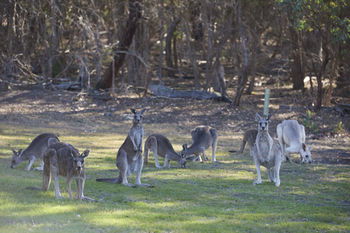 Yering Gorge Cottages By The Eastern Golf Club - Local Tourism 12