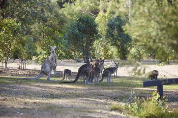 Yering Gorge Cottages By The Eastern Golf Club - Local Tourism 13