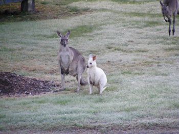Yering Gorge Cottages By The Eastern Golf Club - Local Tourism 1